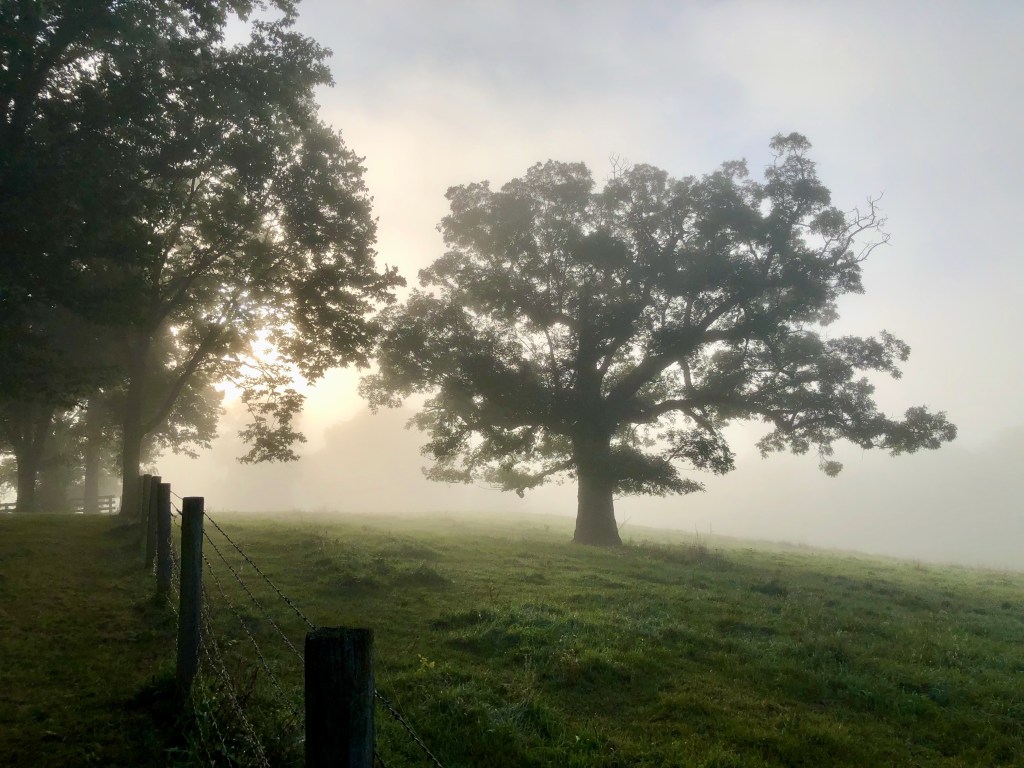 Winter Wrap, Autumn&nbsp;Glow